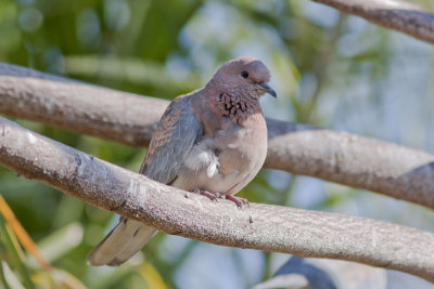Laughing dove (ground dove)