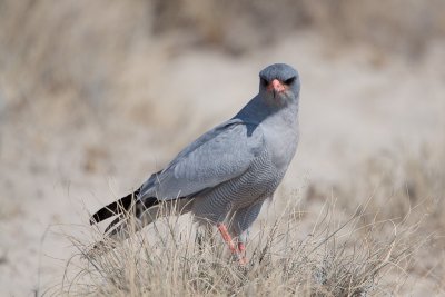 Southern Pale Chanting Goshawk