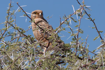 Greater Kestrel