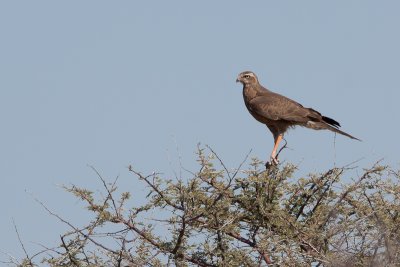 Southern Pale Chanting Goshawk - juvenile