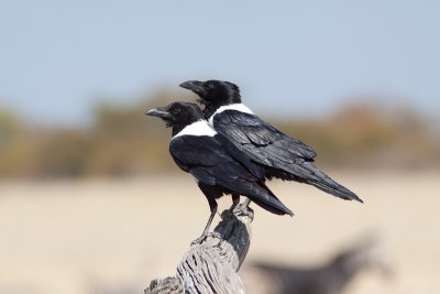 Pied Crow