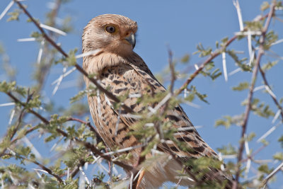 Greater Kestrel