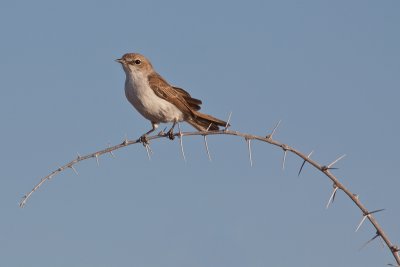 Marico Flycatcher