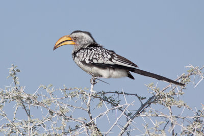 Southern Yellow-billed Hornbill