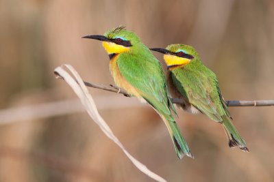 Little Bee-eater