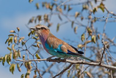 Namibia Birds