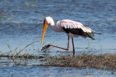 Yellow-billed Stork