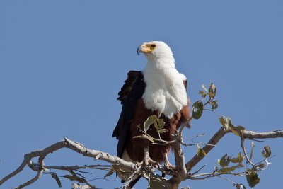 African Fish-eagle