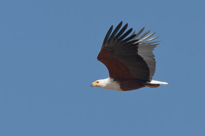 African Fish-eagle