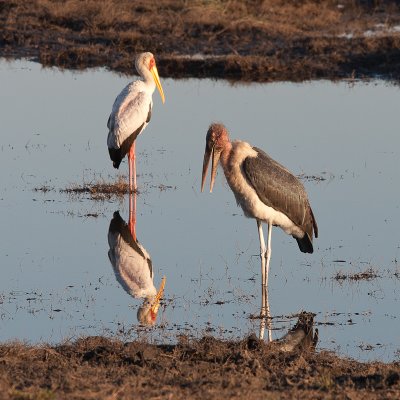 Marabou Stork