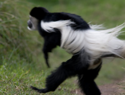 White Colobus Monkey suddenly crossing the road