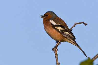 Vink - Chaffinch