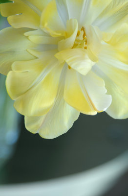 Garden Flowers