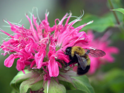 The Beebalm and The Bee...