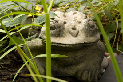 Low Maintenance Garden Frog
