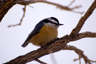 Just a Little Jazz Bird