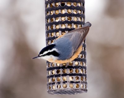 Nuthatch's Color Palette