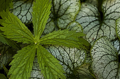 Foliage Studies