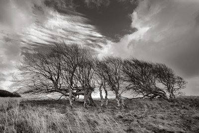 Windswept trees