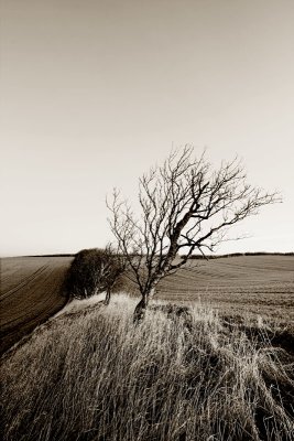 Lonely tree