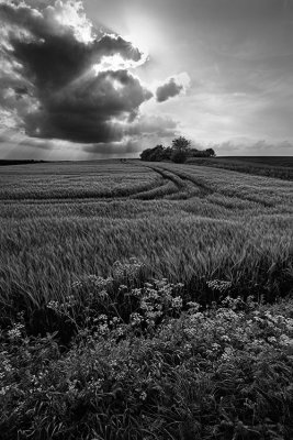 Cornfield