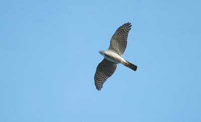 sperwer - sparrowhawk