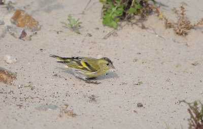 sijs - siskin