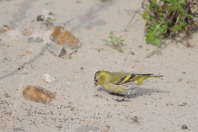 sijs - siskin
