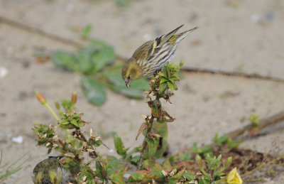 sijs - siskin