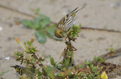 sijs - siskin