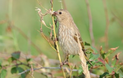 roodmus - common rosefinch