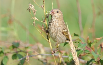 roodmus - common rosefinch