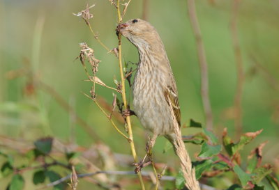 roodmus - common rosefinch