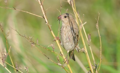 roodmus - common rosefinch