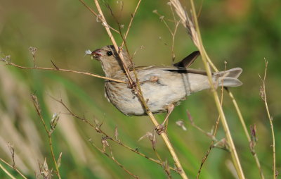 roodmus - common rosefinch