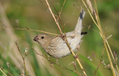 roodmus - common rosefinch