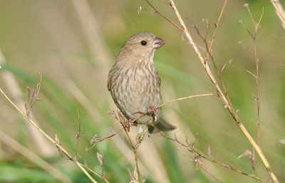 roodmus - common rosefinch