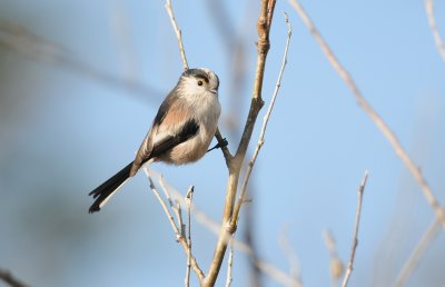 staartmees - long tailed tit