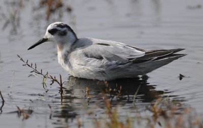 rosse franjepoot - grey phalarope