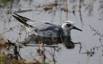 rosse franjepoot - grey phalarope