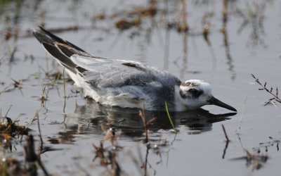 rosse franjepoot - grey phalarope