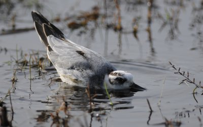 rosse franjepoot - grey phalarope