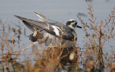 rosse franjepoot - grey phalarope