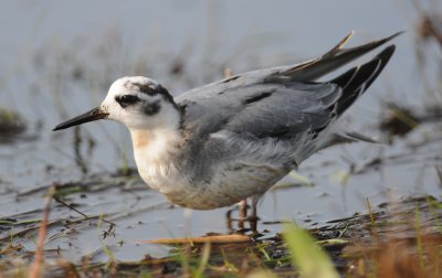 rosse franjepoot - grey phalarope
