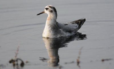 rosse franjepoot - grey phalarope