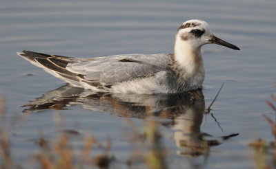 rosse franjepoot - grey phalarope
