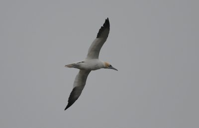 jan van gent - Northern gannet