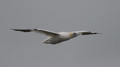 jan van gent - Northern gannet