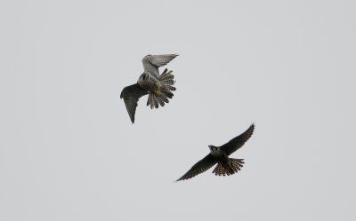 slechtvalk - peregrine falcon