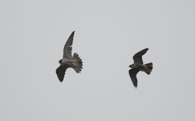 slechtvalk - peregrine falcon